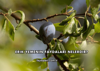 Erik Yemenin Faydaları Nelerdir?