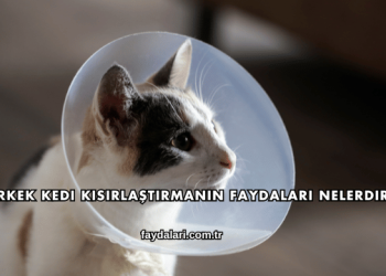 Erkek Kedi Kısırlaştırmanın Faydaları Nelerdir?