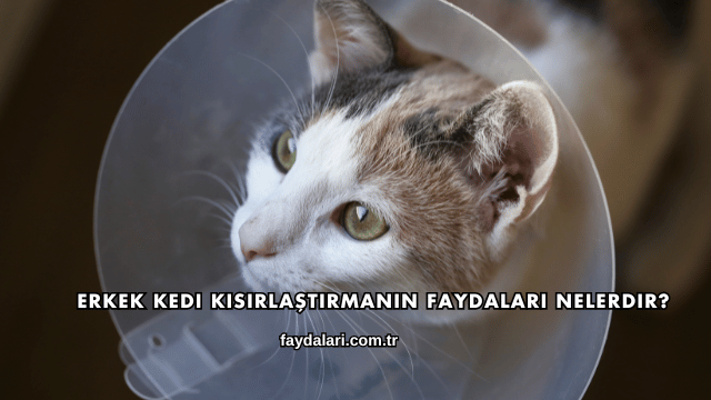 Erkek Kedi Kısırlaştırmanın Faydaları Nelerdir?