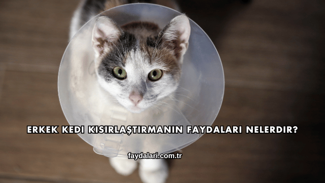 Erkek Kedi Kısırlaştırmanın Faydaları Nelerdir?