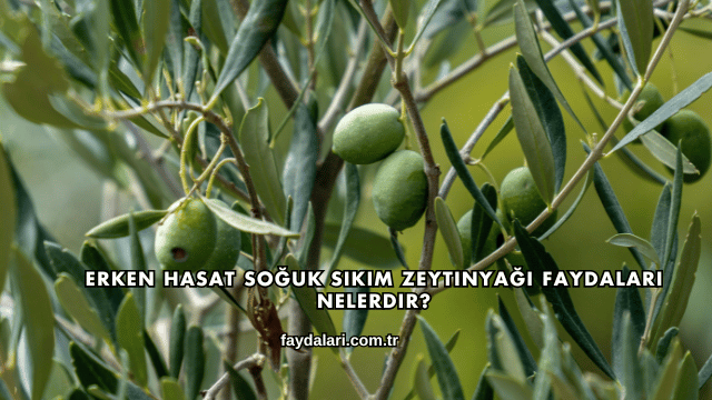 Erken Hasat Soğuk Sıkım Zeytinyağı Faydaları Nelerdir?