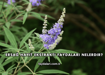 Ersağ Hayıt Ekstraktı Faydaları Nelerdir?