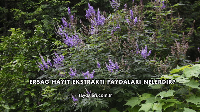 Ersağ Hayıt Ekstraktı Faydaları Nelerdir?