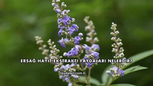 Ersağ Hayıt Ekstraktı Faydaları Nelerdir?