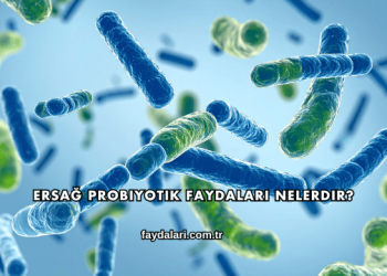 Ersağ Probiyotik Faydaları Nelerdir?