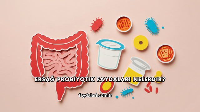 Ersağ Probiyotik Faydaları Nelerdir?