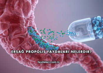 Ersağ Propolis Faydaları Nelerdir?