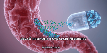 Ersağ Propolis Faydaları Nelerdir?