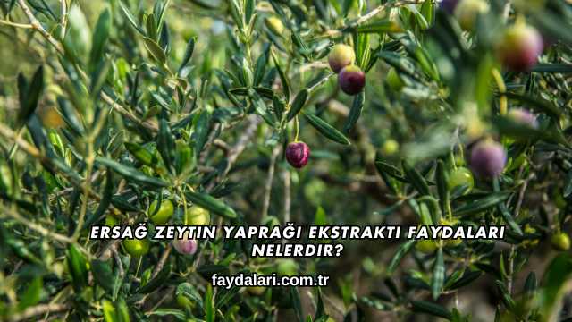 Ersağ Zeytin Yaprağı Ekstraktı Faydaları Nelerdir?