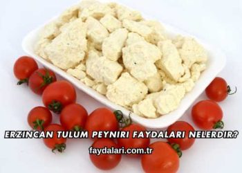 Erzincan Tulum Peyniri Faydaları Nelerdir?