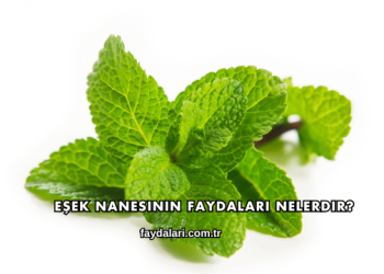 Eşek Nanesinin Faydaları Nelerdir?