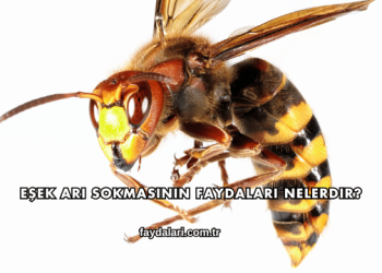 Eşek Arı Sokmasının Faydaları Nelerdir?