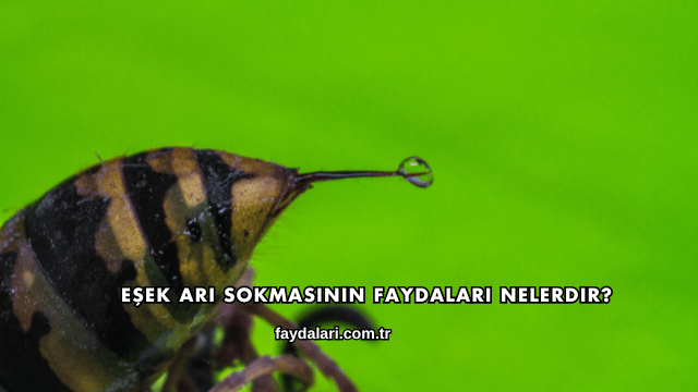 Eşek Arı Sokmasının Faydaları Nelerdir?