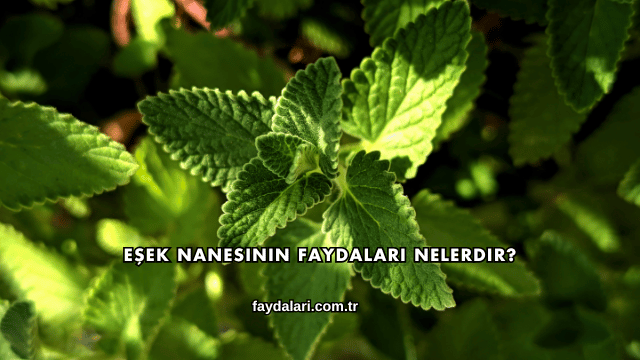 Eşek Nanesinin Faydaları Nelerdir?