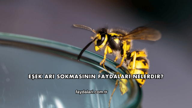 Eşek Arı Sokmasının Faydaları Nelerdir?