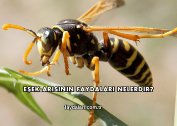 Eşek Arısının Faydaları Nelerdir?