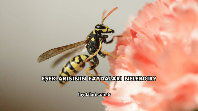 Eşek Arısının Faydaları Nelerdir?
