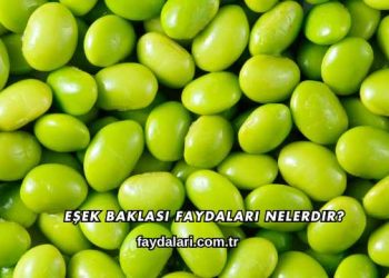Eşek Baklası Faydaları Nelerdir?