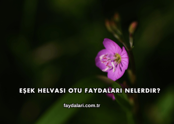 Eşek Helvası Otu Faydaları Nelerdir?