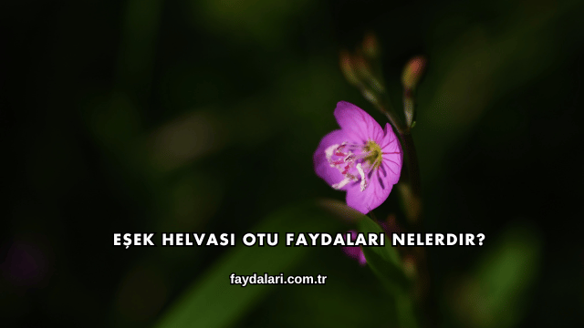 Eşek Helvası Otu Faydaları Nelerdir?