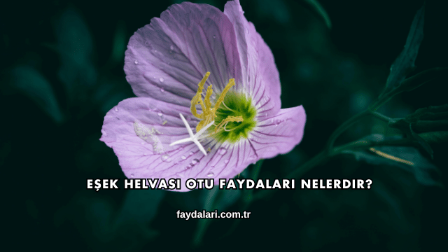 Eşek Helvası Otu Faydaları Nelerdir?