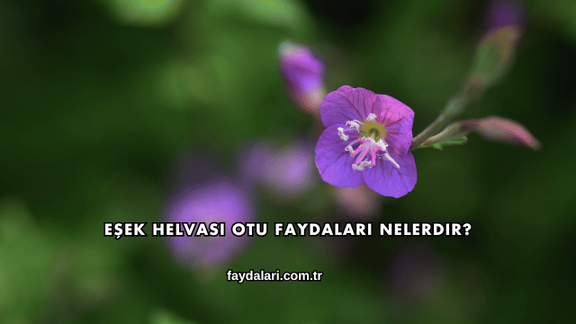 Eşek Helvası Otu Faydaları Nelerdir?