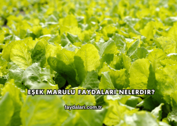 Eşek Marulu Faydaları Nelerdir?