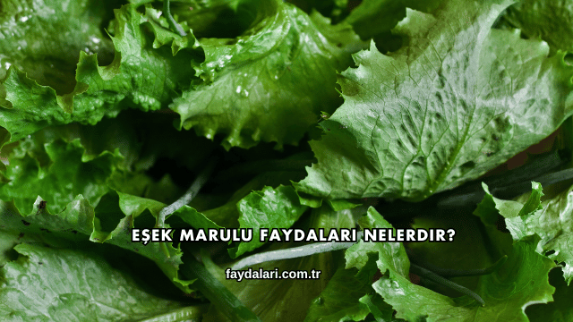 Eşek Marulu Faydaları Nelerdir?