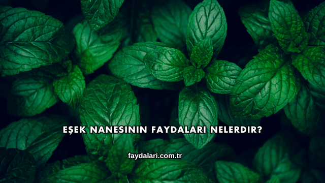 Eşek Nanesinin Faydaları Nelerdir?