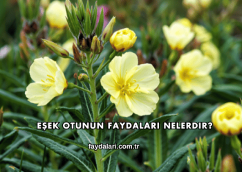 Eşek Otunun Faydaları Nelerdir?