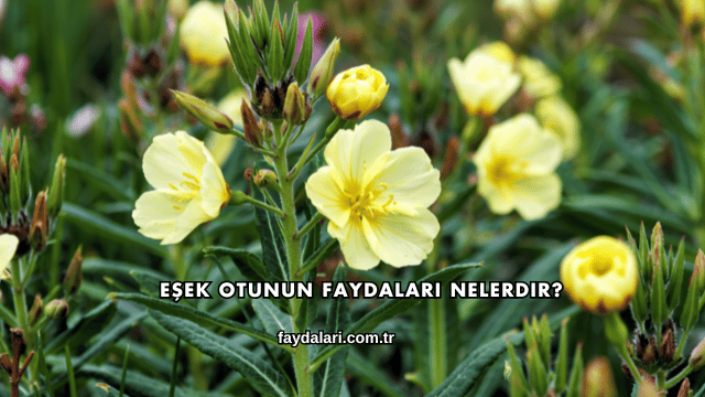 Eşek Otunun Faydaları Nelerdir?