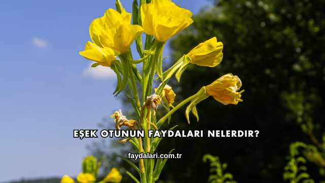 Eşek Otunun Faydaları Nelerdir?