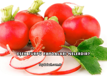 Eşek Turpu Faydaları Nelerdir?