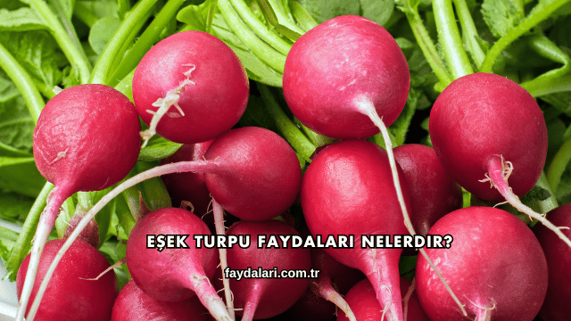 Eşek Turpu Faydaları Nelerdir?