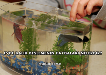 Evde Balık Beslemenin Faydaları Nelerdir?