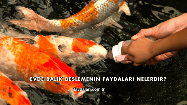 Evde Balık Beslemenin Faydaları Nelerdir?