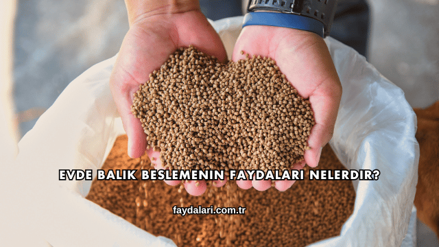 Evde Balık Beslemenin Faydaları Nelerdir?