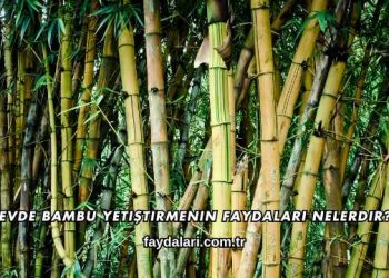 Evde Bambu Yetiştirmenin Faydaları Nelerdir?