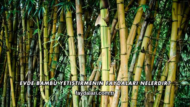 Evde Bambu Yetiştirmenin Faydaları Nelerdir?