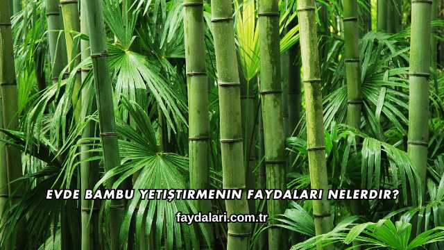 Evde Bambu Yetiştirmenin Faydaları Nelerdir?