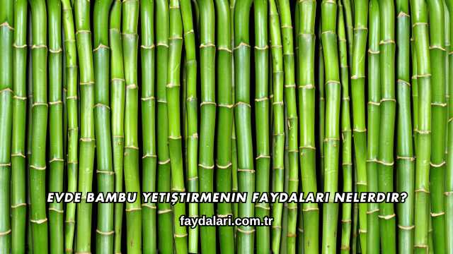Evde Bambu Yetiştirmenin Faydaları Nelerdir?