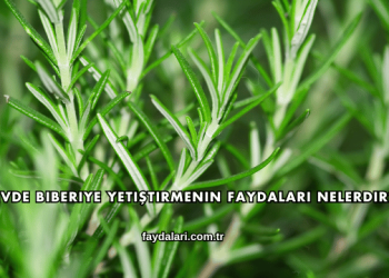 Evde Biberiye Yetiştirmenin Faydaları Nelerdir?