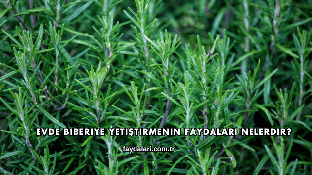 Evde Biberiye Yetiştirmenin Faydaları Nelerdir?