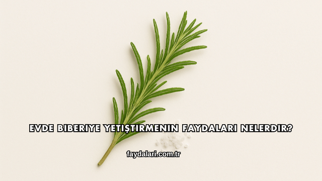 Evde Biberiye Yetiştirmenin Faydaları Nelerdir?