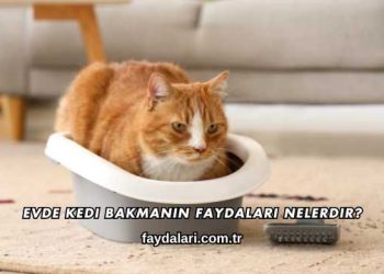 Evde Kedi Bakmanın Faydaları Nelerdir?