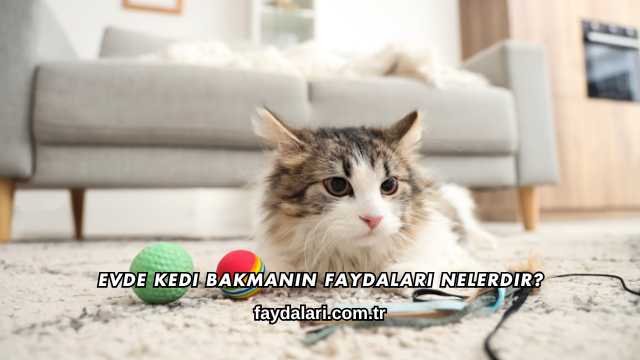 Evde Kedi Bakmanın Faydaları Nelerdir?