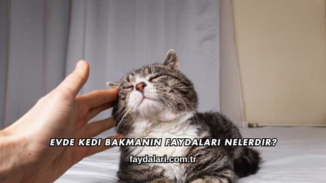 Evde Kedi Bakmanın Faydaları Nelerdir?