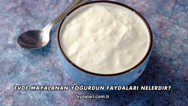 Evde Mayalanan Yoğurdun Faydaları Nelerdir?