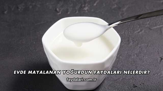 Evde Mayalanan Yoğurdun Faydaları Nelerdir?