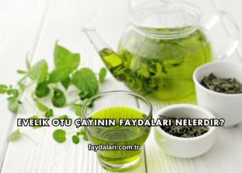 Evelik Otu Çayının Faydaları Nelerdir?